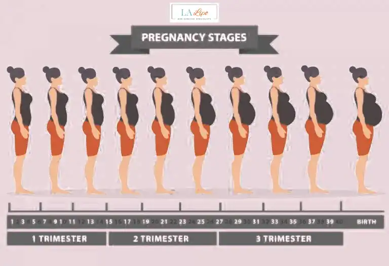 First Trimester (Weeks 1–12): Early Changes You Might Not Notice Somerset